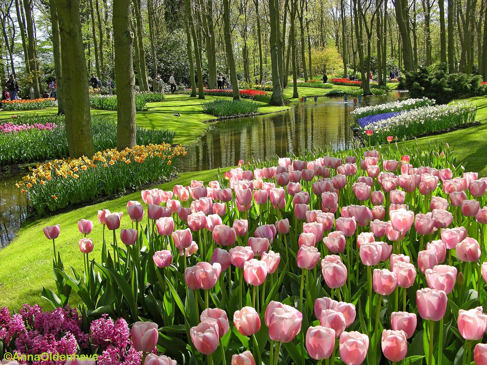 12 Fakta Menarik Tentang Bunga Tulip